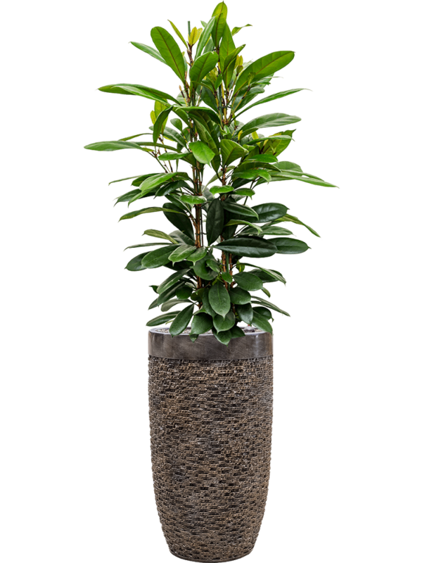 Ficus cyathistipula in Baq Luxe Lite Universe Layer - Foto 68819