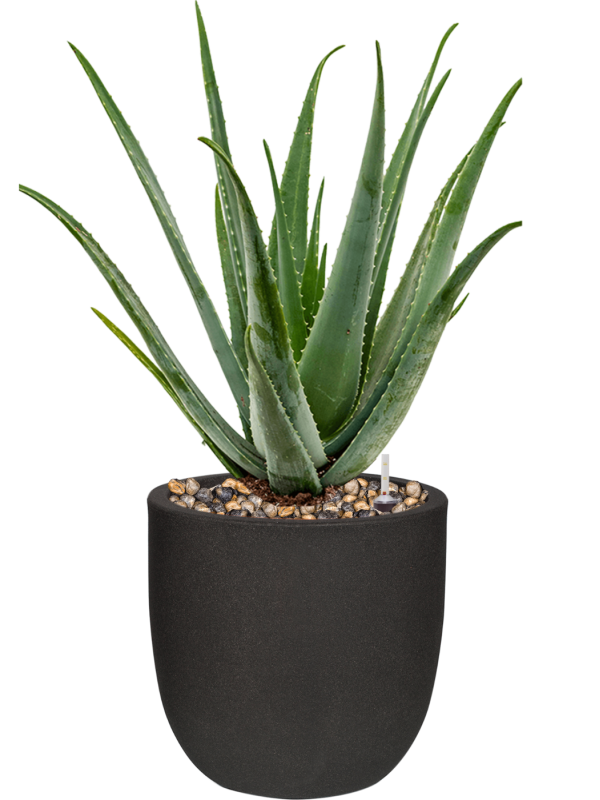 Aloe vera barbadensis in Capi Urban Smooth NL, 26290 - Foto 68862