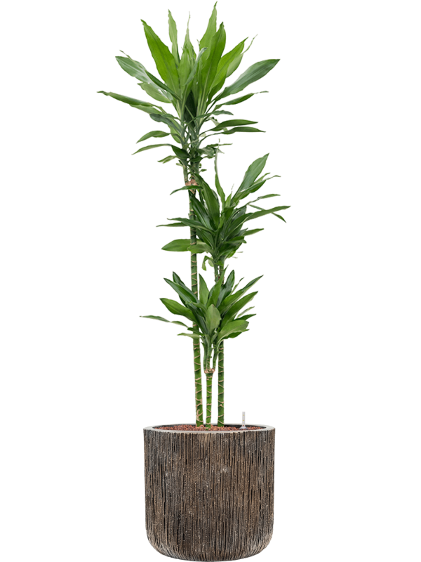 Dracaena fragrans 'Janet Lind' in Baq Luxe Lite Universe - Foto 68935