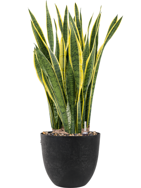 Sansevieria trifasciata 'Laurentii' in Artstone, 26435 - Foto 69051