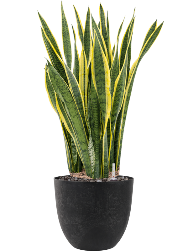 Sansevieria trifasciata 'Laurentii' in Artstone, 26437 - Foto 69058