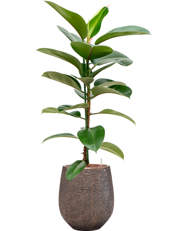 Ficus elastica 'Robusta' in Baq Opus Hit - Foto 69070