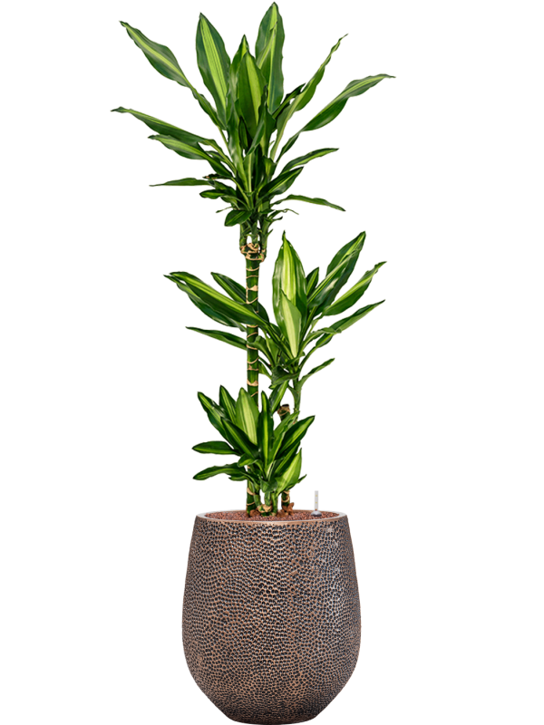 Dracaena fragrans 'Cintho' in Baq Opus Hit - Foto 69104