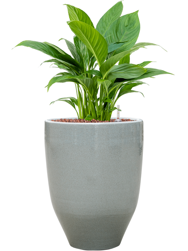 Spathiphyllum 'Gokyo' in One and Only - Foto 69313