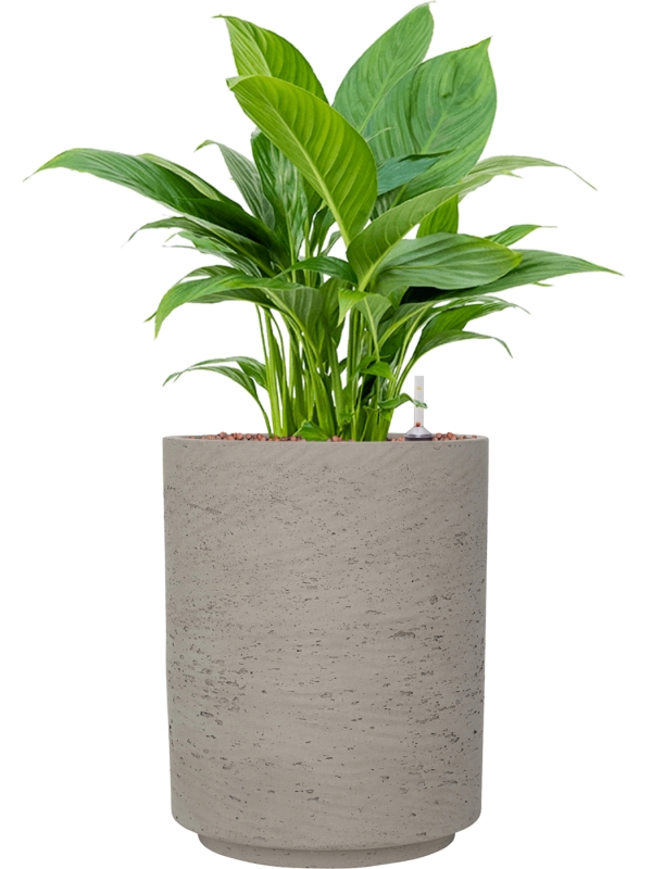 Spathiphyllum 'Gokyo' in Rough, 26615 - Foto 69344