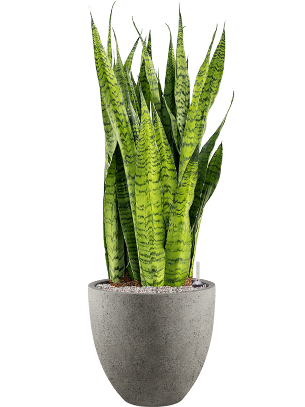 Sansevieria zeylanica in Grigio - Foto 69364