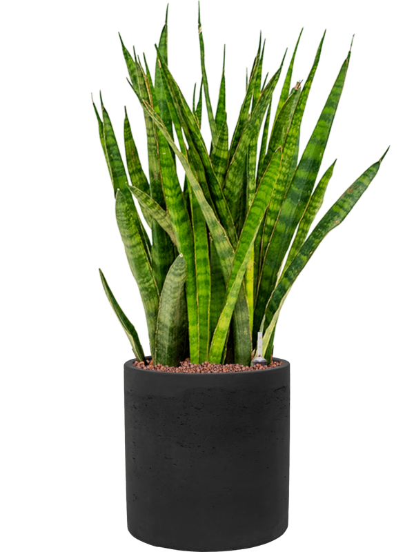 Sansevieria kirkii in Rough - Foto 69372