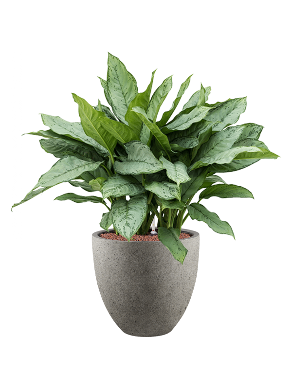 Aglaonema 'Freedman' in Grigio - Foto 69376