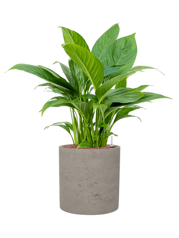 Spathiphyllum 'Gokyo' in Rough, 26661 - Foto 69403