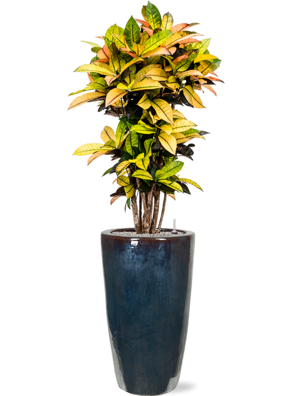 Croton (Codiaeum) variegatum 'Mrs. Iceton' in Plain - Foto 69588
