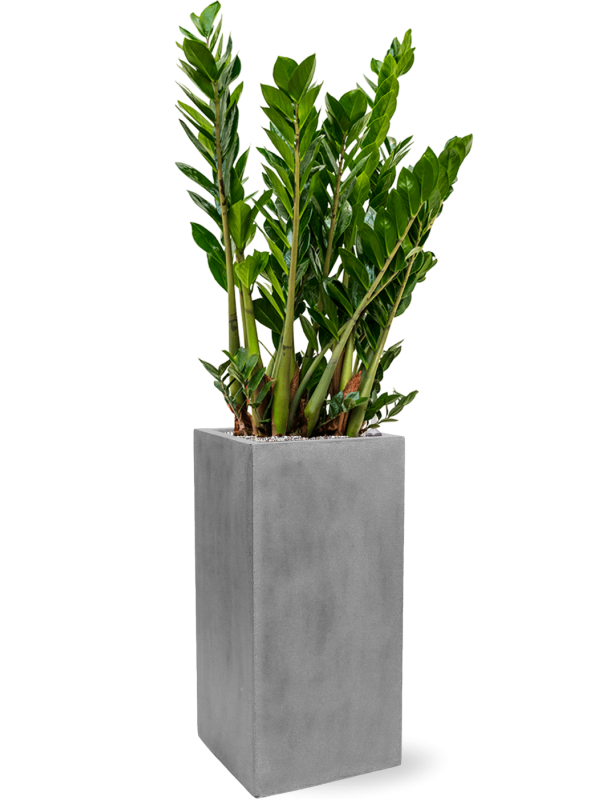 Zamioculcas zamiifolia in Fiberstone - Foto 69629