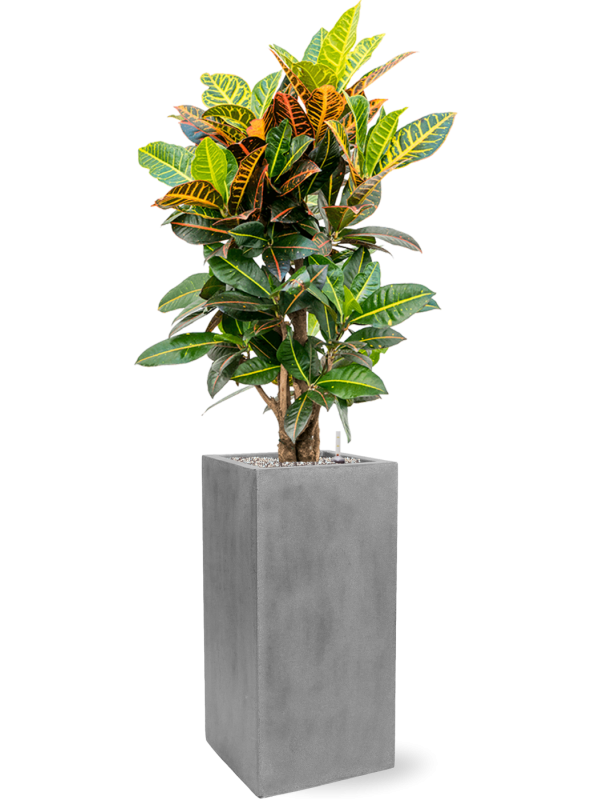 Croton (Codiaeum) variegatum 'Petra' in Fiberstone, 26815 - Foto 69632