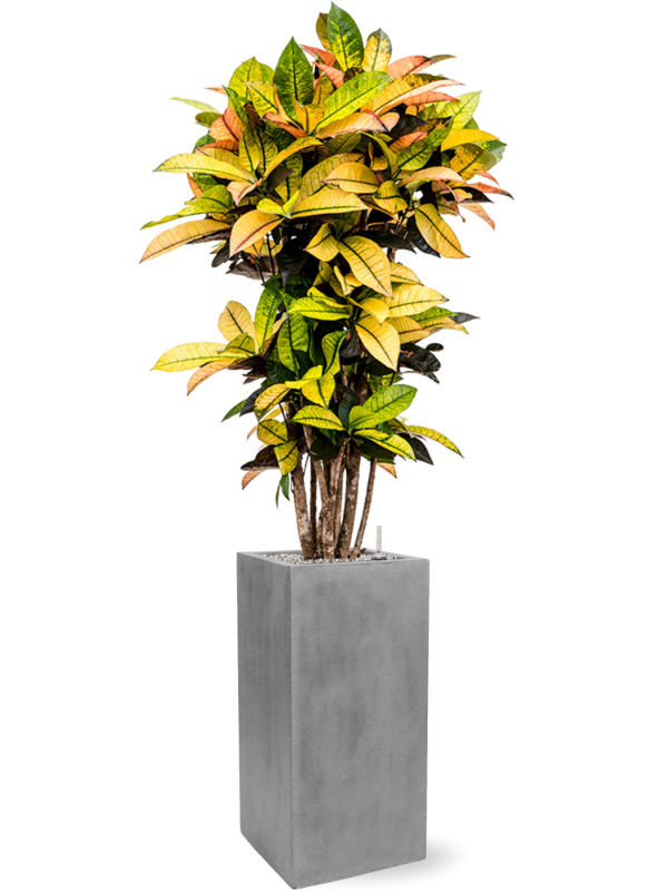 Croton (Codiaeum) variegatum 'Mrs. Iceton' in Fiberstone - Foto 69635