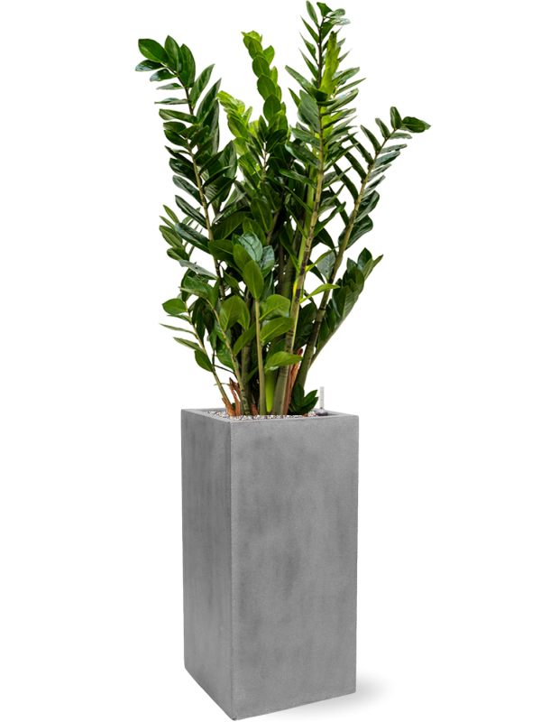 Zamioculcas zamiifolia in Fiberstone - Foto 69638