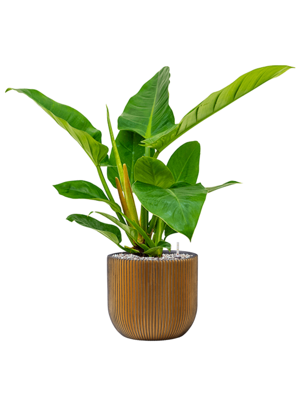 Philodendron `Imperial Green' in Capi Nature Groove - Foto 69677