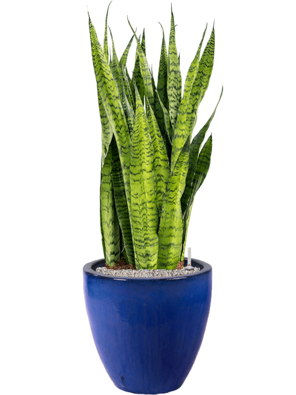 Sansevieria zeylanica in Plain - Foto 69711