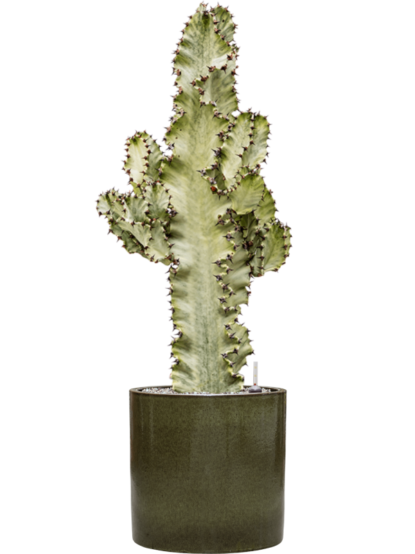 Euphorbia ingens marmorata in Cylinder - Foto 69767