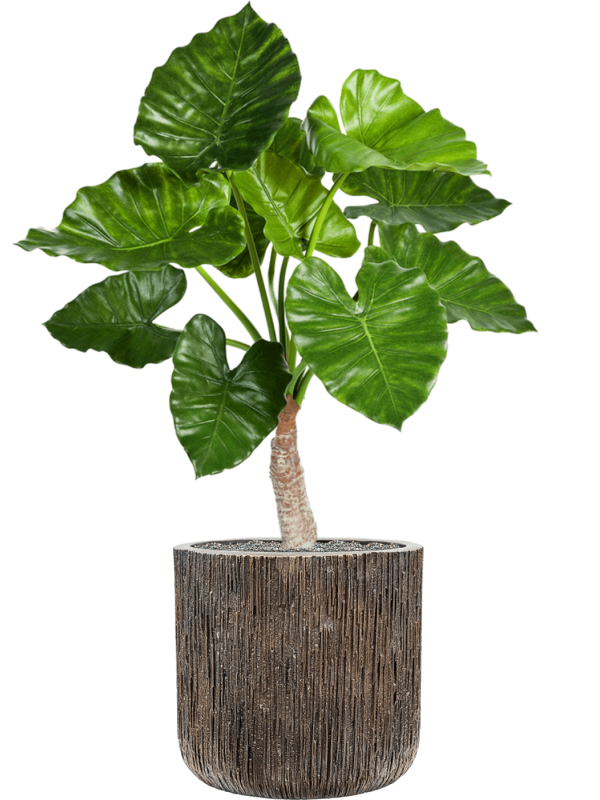 Alocasia calidora in Baq Luxe Lite Universe Waterfall, 26897 - Foto 69776