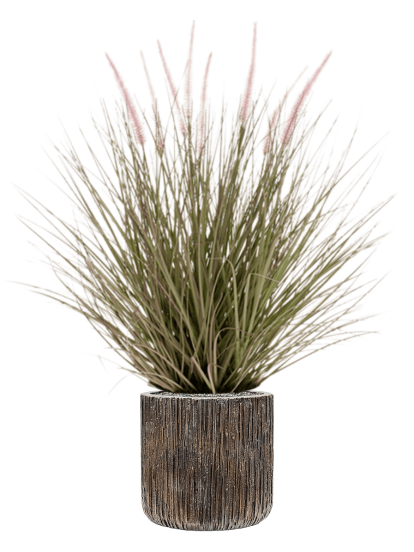 Grass Pennisetum in Baq Luxe Lite Universe Waterfall - Foto 69821