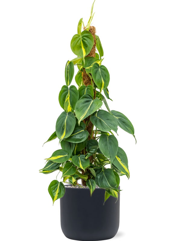 Philodendron scandens 'Brasil' in Baq Ease - Foto 69952
