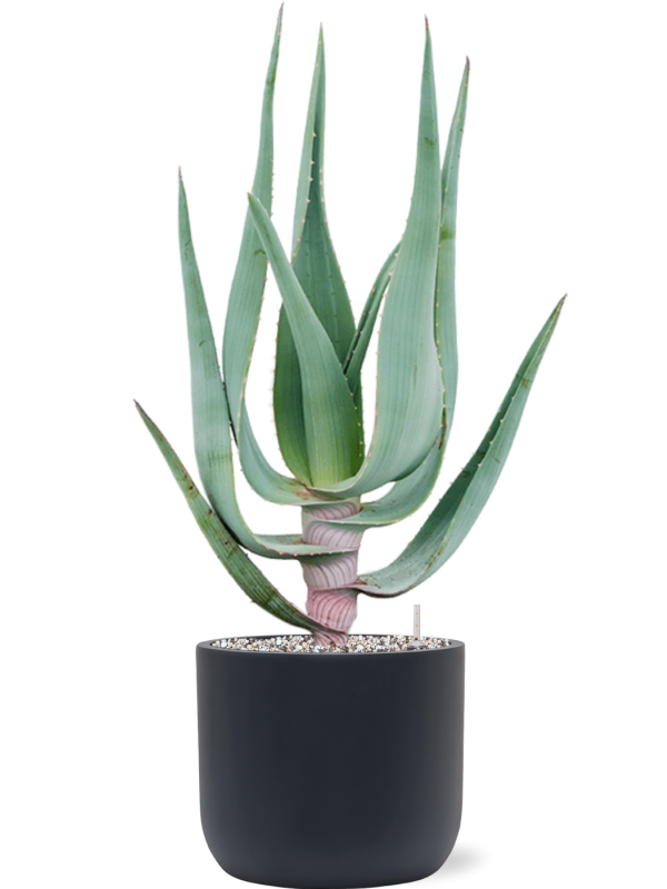 Aloe comosa in Baq Ease - Foto 69959