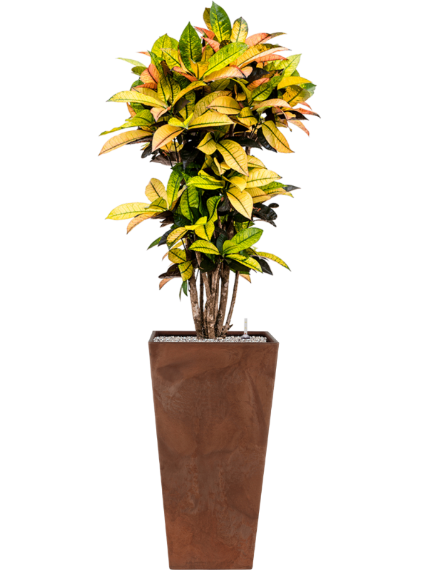 Croton (Codiaeum) variegatum 'Mrs. Iceton' in Artstone - Foto 70041