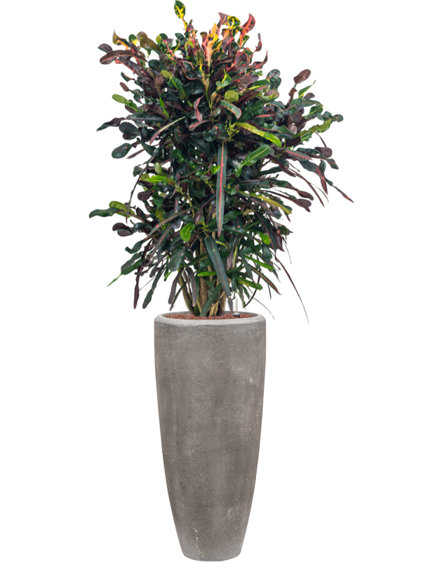 Croton (Codiaeum) variegatum 'Mammi' in Baq Polystone Plain - Foto 70065