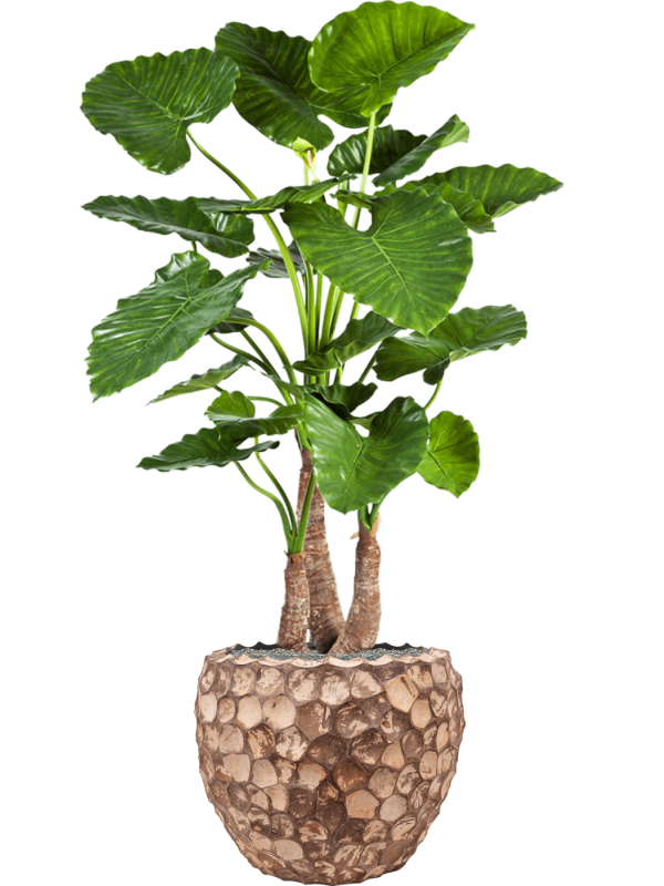 Alocasia calidora in Baq Facets Into Coco - Foto 70098