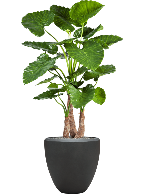 Alocasia calidora in Baq Nucast - Foto 70137