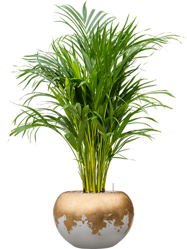 Dypsis (Areca) lutescens in Baq Luxe Lite Glossy - Foto 70185