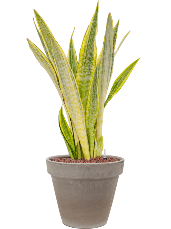 Sansevieria trifasciata 'Lauren' in Terra Cotta - Foto 70243