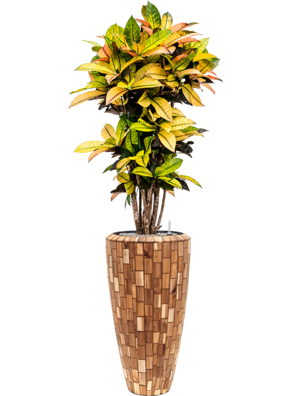 Croton variegatum 'Mrs. Iceton' in Baq Facets Jenga - Foto 70274