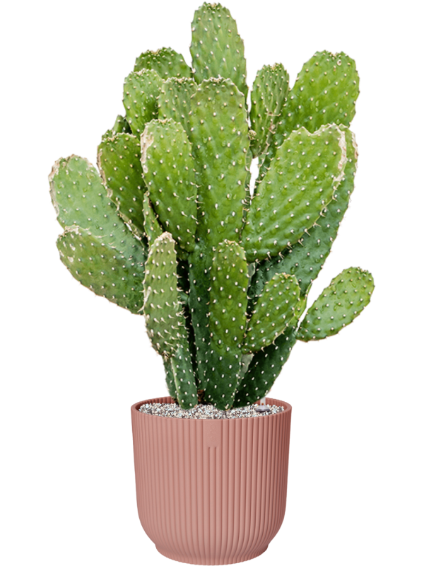 Opuntia consolea in Vibes Fold - Foto 70320