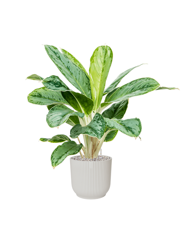 Aglaonema Cintho Queen in Vibes Fold, 27235 - Foto 70334