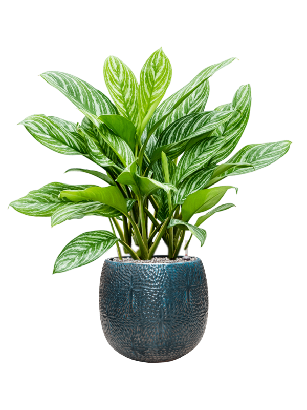 Aglaonema 'Stripes' in Marly, 27264 - Foto 70372