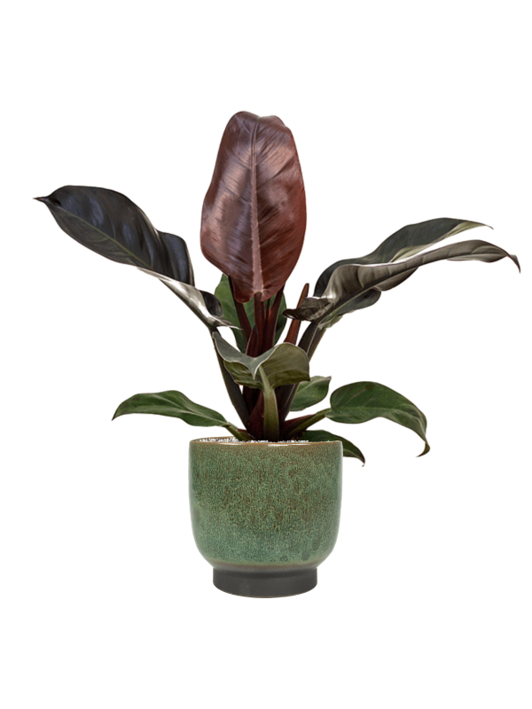 Philodendron `Imperial Red' in Linn - Foto 70398