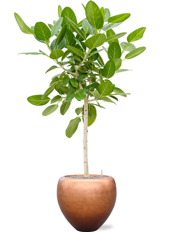 Ficus benghalensis 'Audrey' in Baq Metallic Silver leaf - Foto 70509