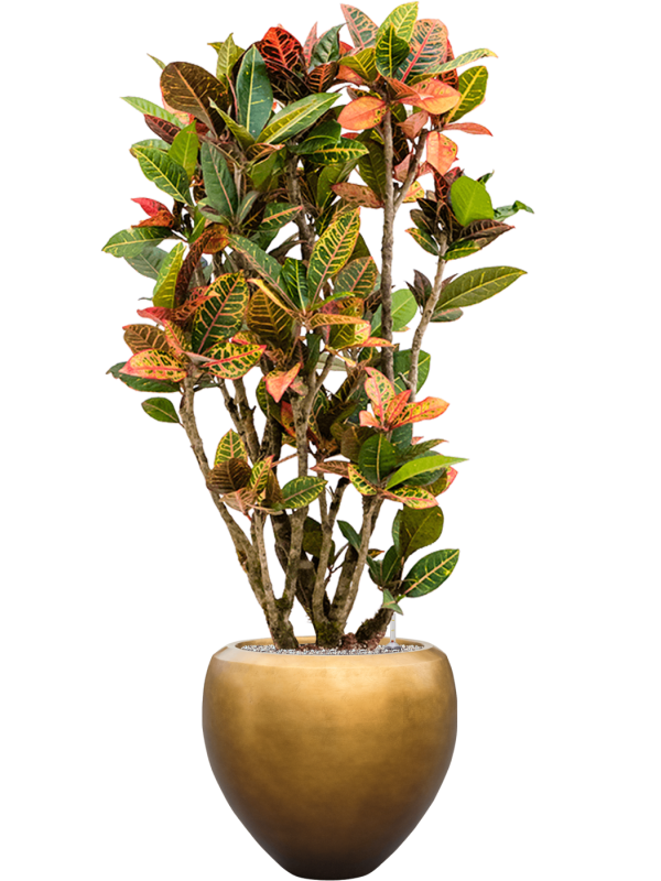 Croton variegatum 'Petra' in Baq Metallic Silver leaf - Foto 70520