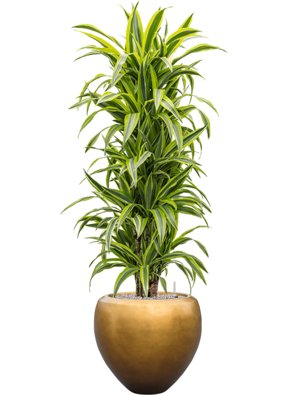 Dracaena fragrans 'Lemon Lime' in Baq Metallic Silver leaf - Foto 70523