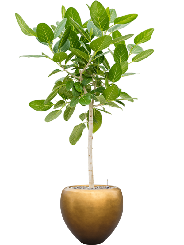 Ficus benghalensis 'Audrey' in Baq Metallic Silver leaf - Foto 70527