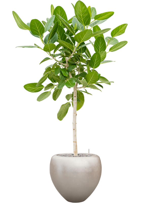 Ficus benghalensis 'Audrey' in Baq Metallic Silver leaf - Foto 70559