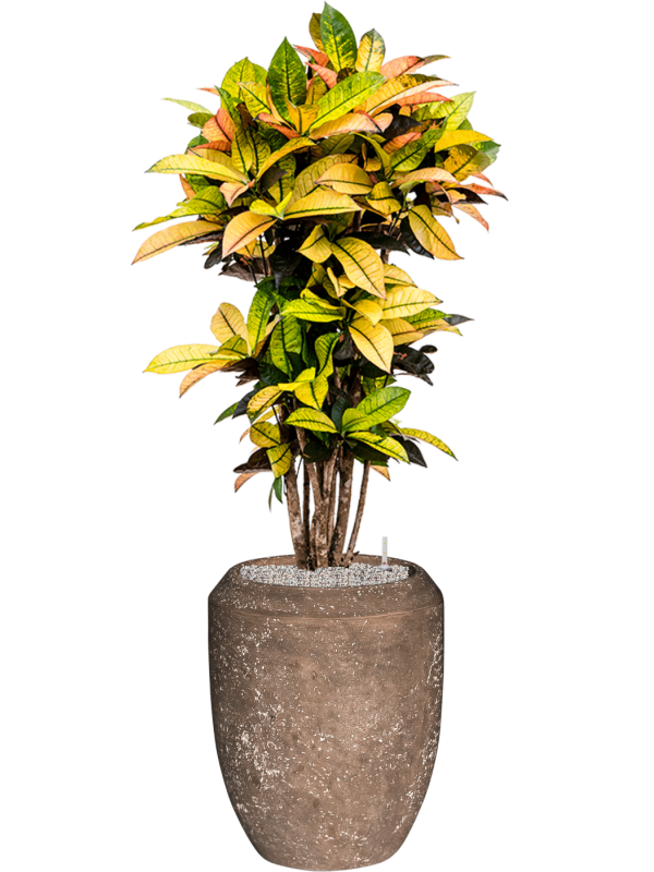 Croton variegatum 'Mrs. Iceton' in Baq Polystone Coated Plai - Foto 70597