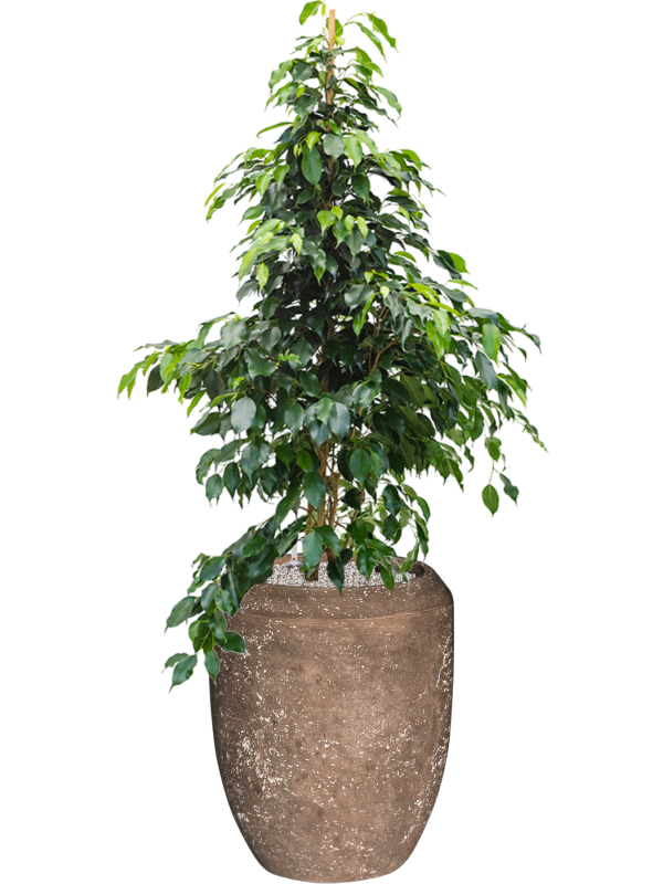 Ficus benjamina 'Danielle' in Baq Polystone Coated Plain - Foto 70600