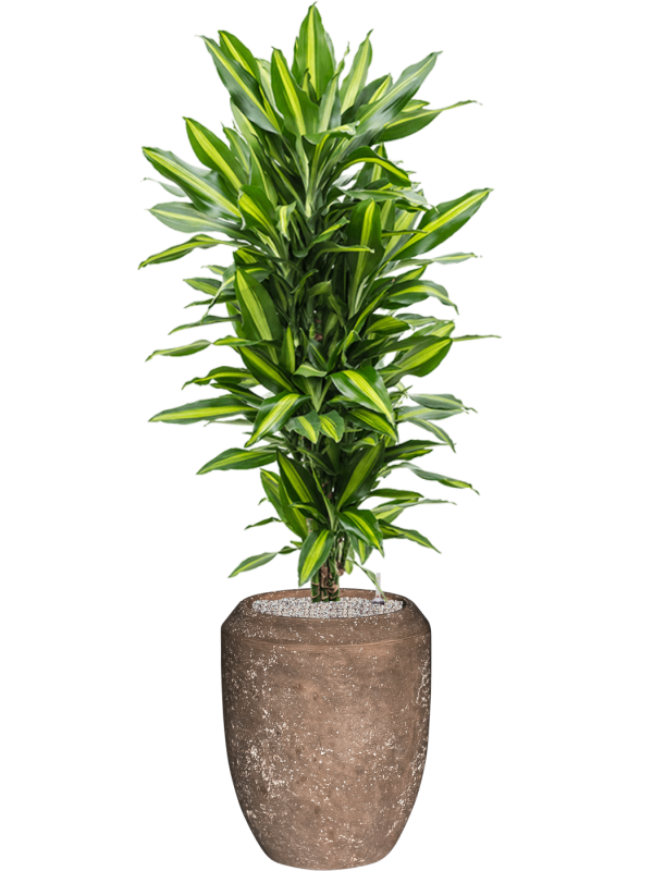 Dracaena fragrans 'Cintho' in Baq Polystone Coated Plain - Foto 70608