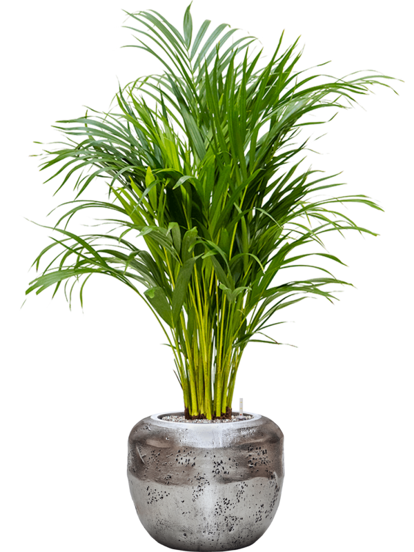 Dypsis (Areca) lutescens in Baq Opus Raw - Foto 70656