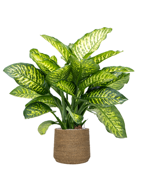 Dieffenbachia seguine 'Maroba' in Bohemian, 27471 - Foto 70731