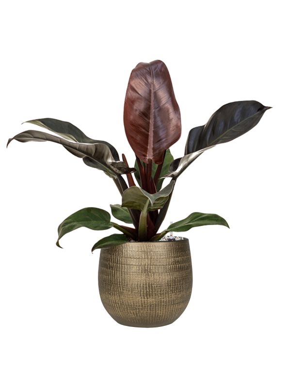 Philodendron `Imperial Red' in Ryan - Foto 70805