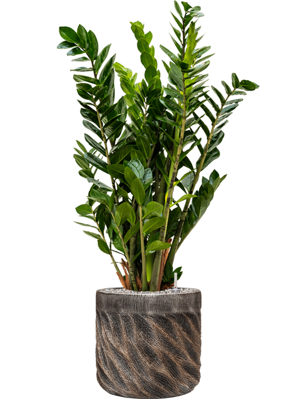 Zamioculcas zamiifolia in Baq Luxe Lite Universe Wave - Foto 70897