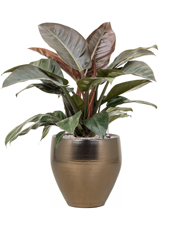 Philodendron `Imperial Red' in Amora - Foto 70944