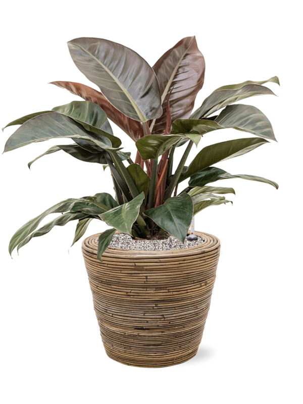 Philodendron `Imperial Red' in Drypot Rattan Stripe - Foto 70962